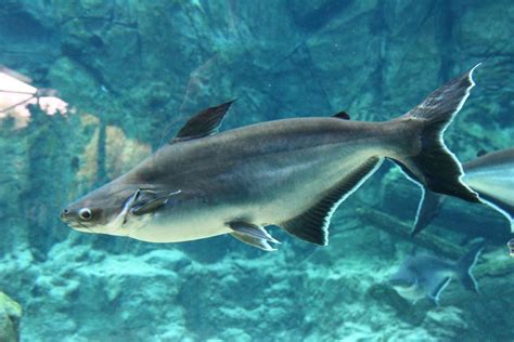 11 of the Largest Freshwater Fish in the World .